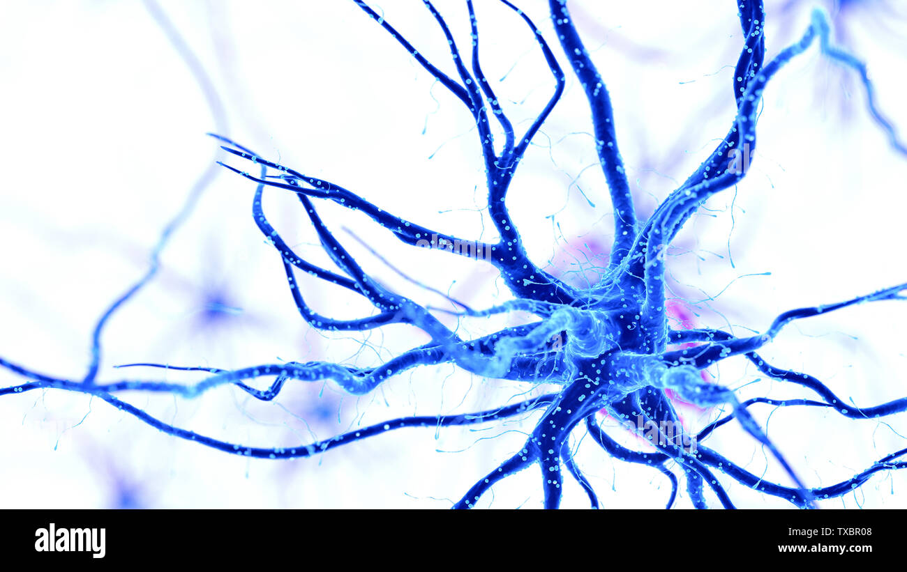 3D-gerenderte Medizinisch genaue Abbildung eines menschlichen Nervenzelle auf weißem Hintergrund Stockfoto