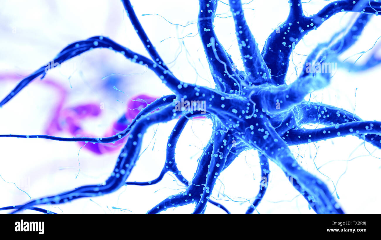 3D-gerenderte Medizinisch genaue Abbildung eines menschlichen Nervenzelle auf weißem Hintergrund Stockfoto