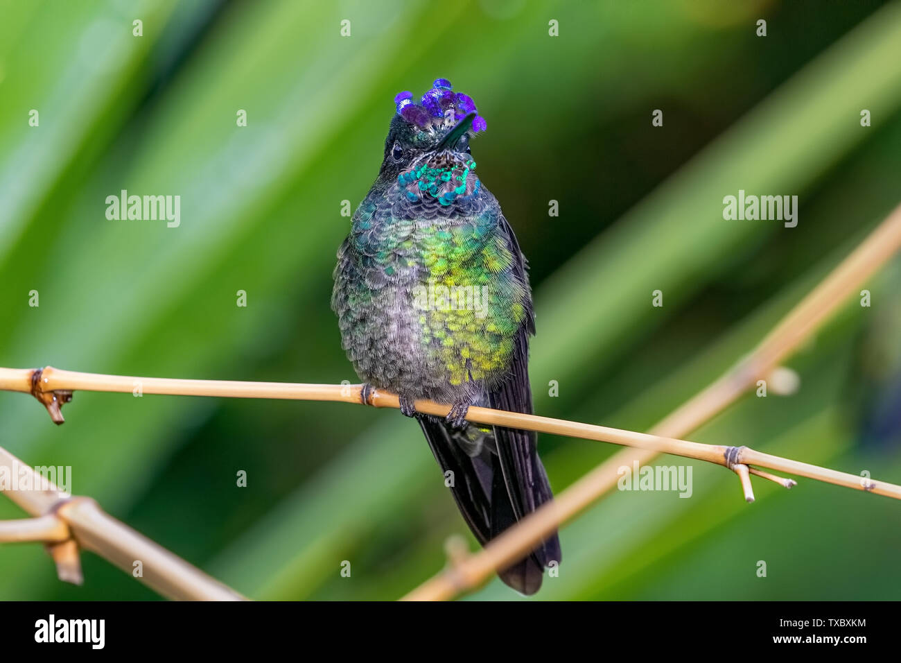 Ein Talamanca Kolibri (ehemals herrlichen Hummingbird) Anzeige von seinem violetten Kamm im Nebelwald von San Gerardo de Dota, Costa Rica. Stockfoto