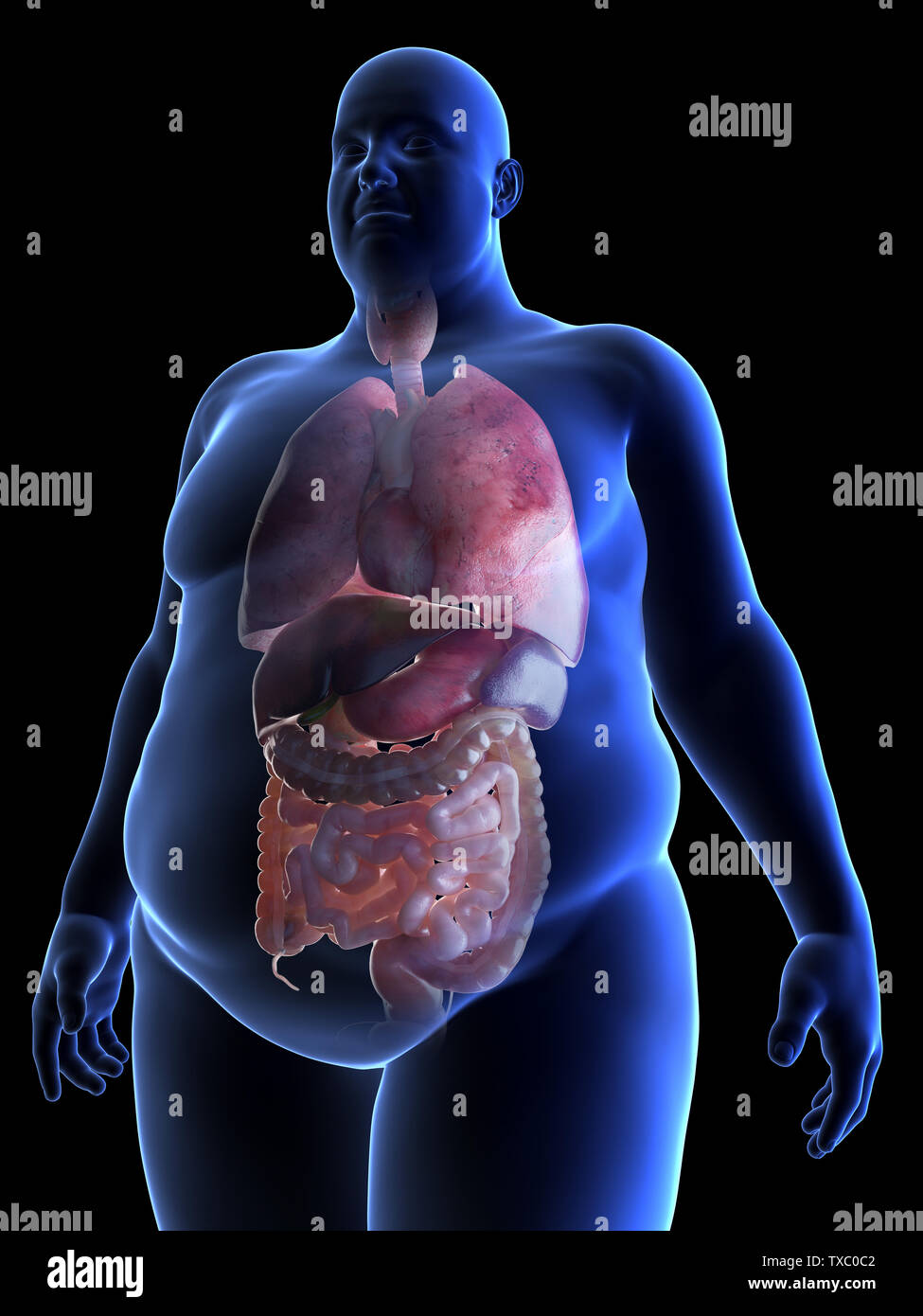 3D gerendert, medizinisch genaue Abbildung der Organe eine beleibte Mann Stockfoto