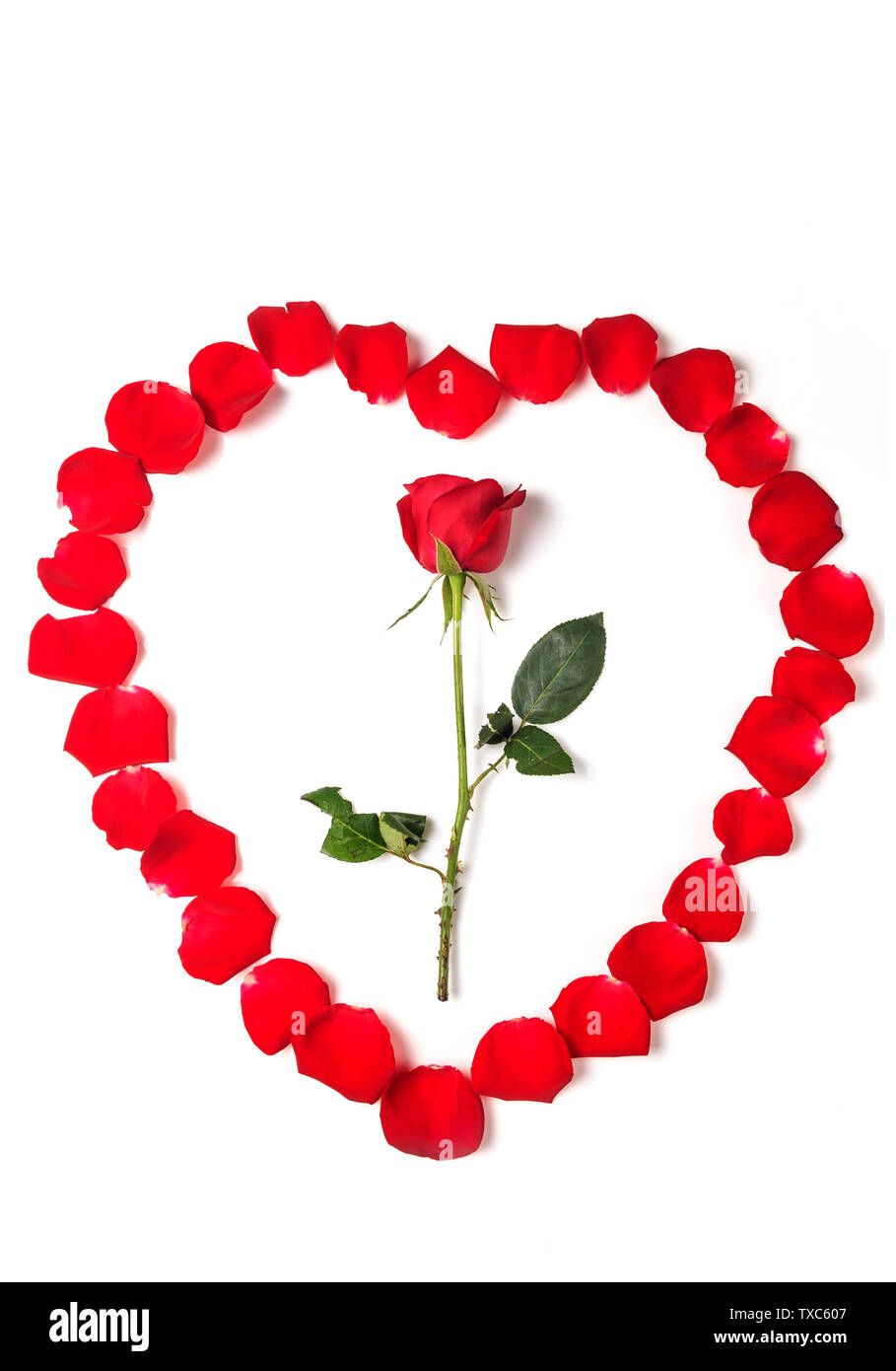 Schönen duftenden Rosen Stockfoto