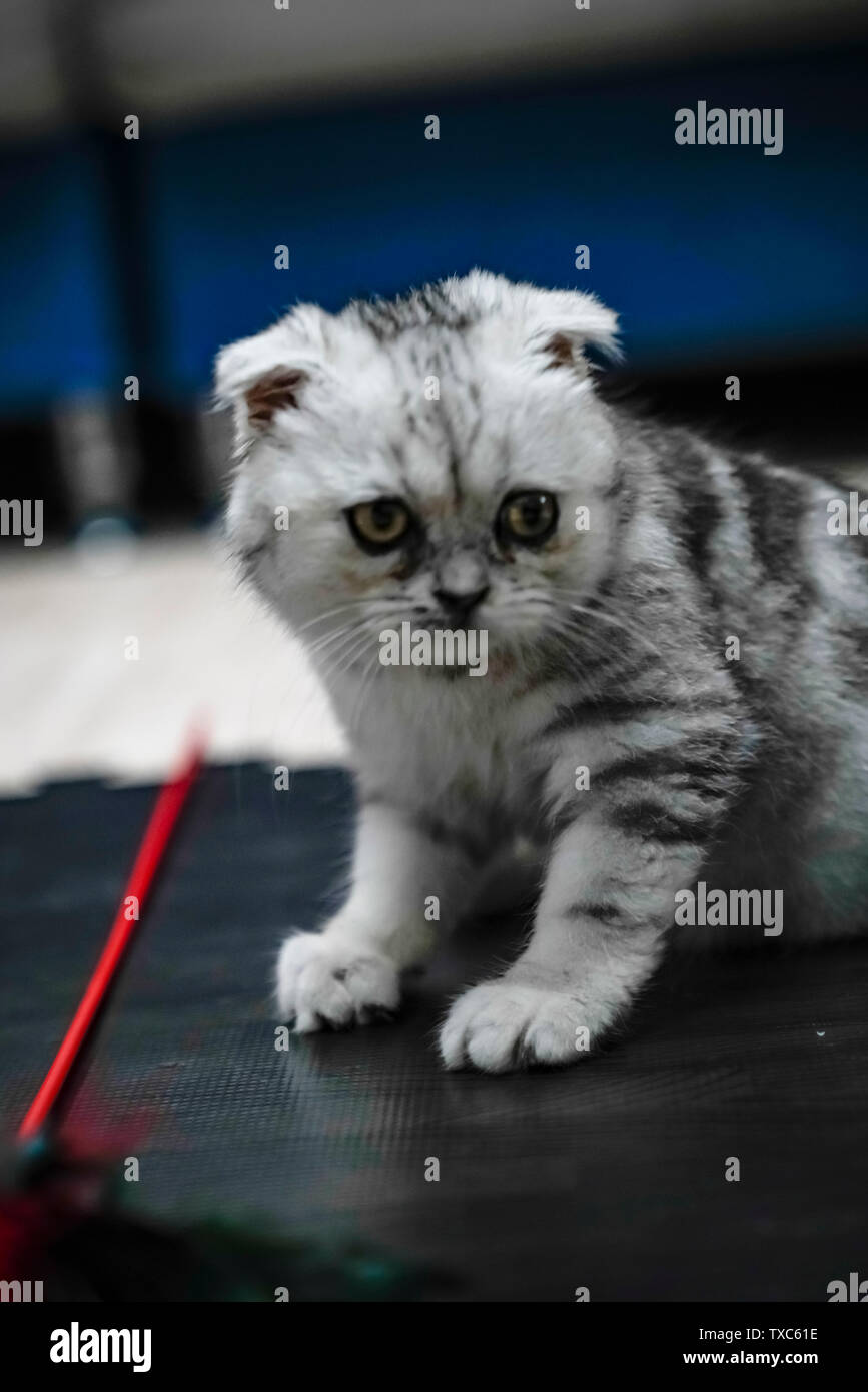 Falten - Ohr cat Kitten cub Stockfoto