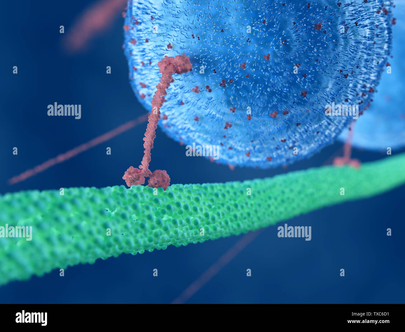 3D-gerenderte Abbildung eines Motors Protein Stockfoto