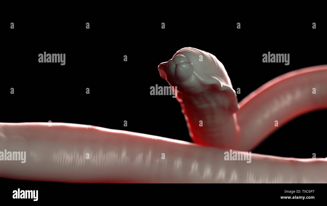 3D-gerenderte Medizinisch genaue Abbildung eines Rundwurm Stockfoto