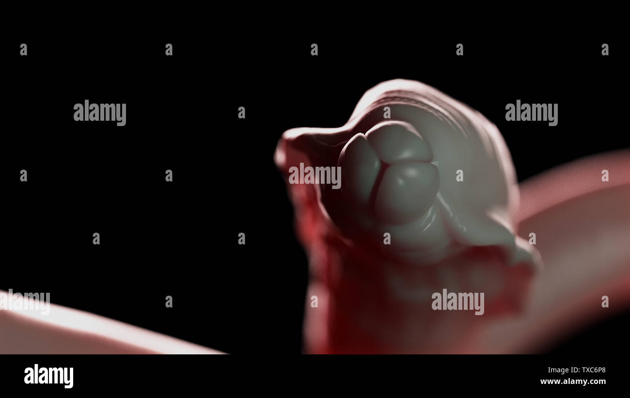 3D-gerenderte Medizinisch genaue Abbildung eines Rundwurm Stockfoto