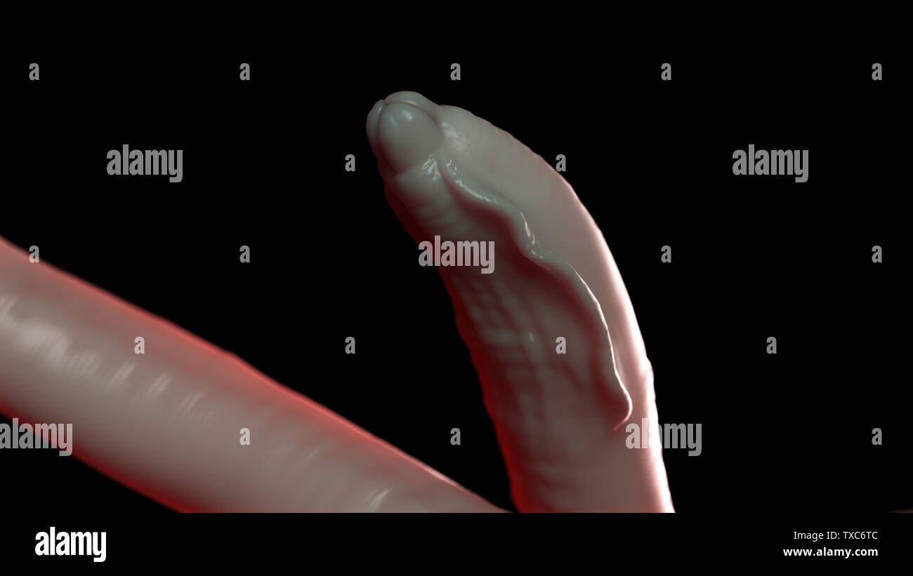 3D-gerenderte Medizinisch genaue Abbildung eines Rundwurm Stockfoto
