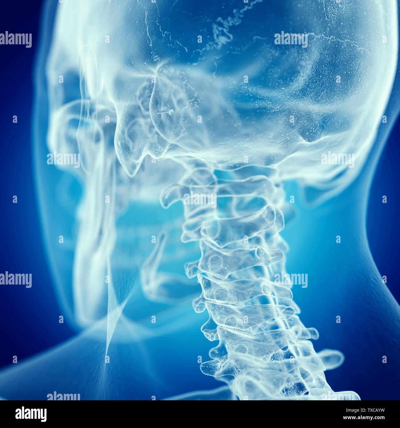 3D-gerenderte medizinisch genauen Abbildung des zervikalen Hals Stockfoto