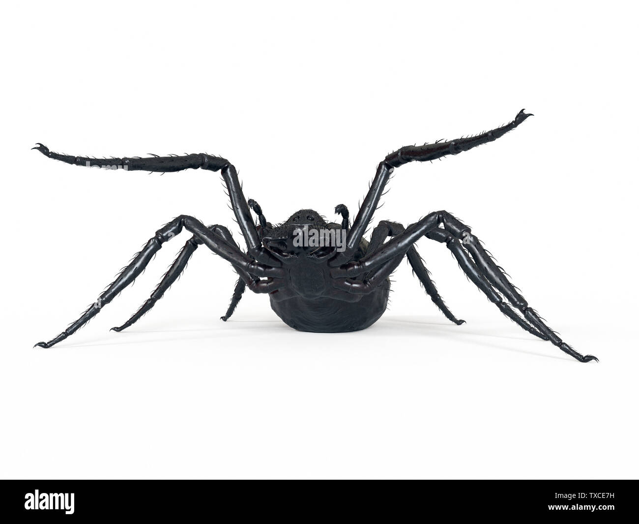 Große schwarze spinne Ausgeschnittene Stockfotos und -bilder - Seite 2 -  Alamy