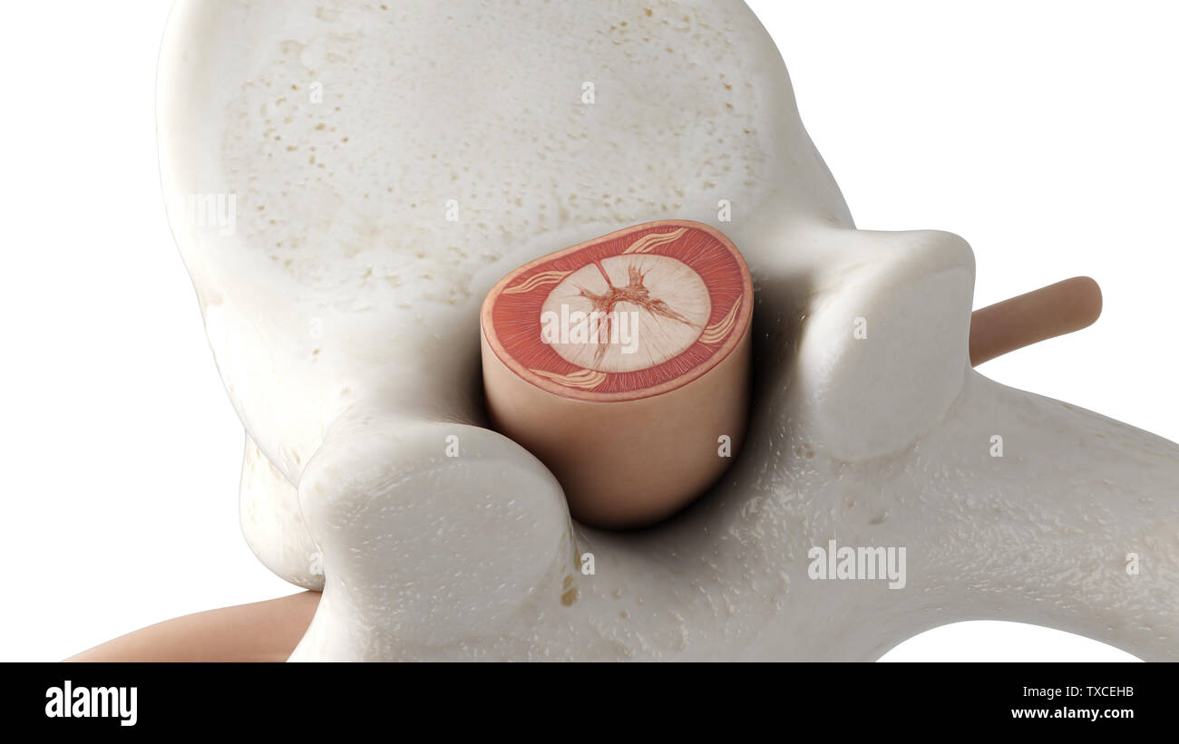 3D-gerenderte Medizinisch genaue Abbildung eines Rückenmark Querschnitt Stockfoto
