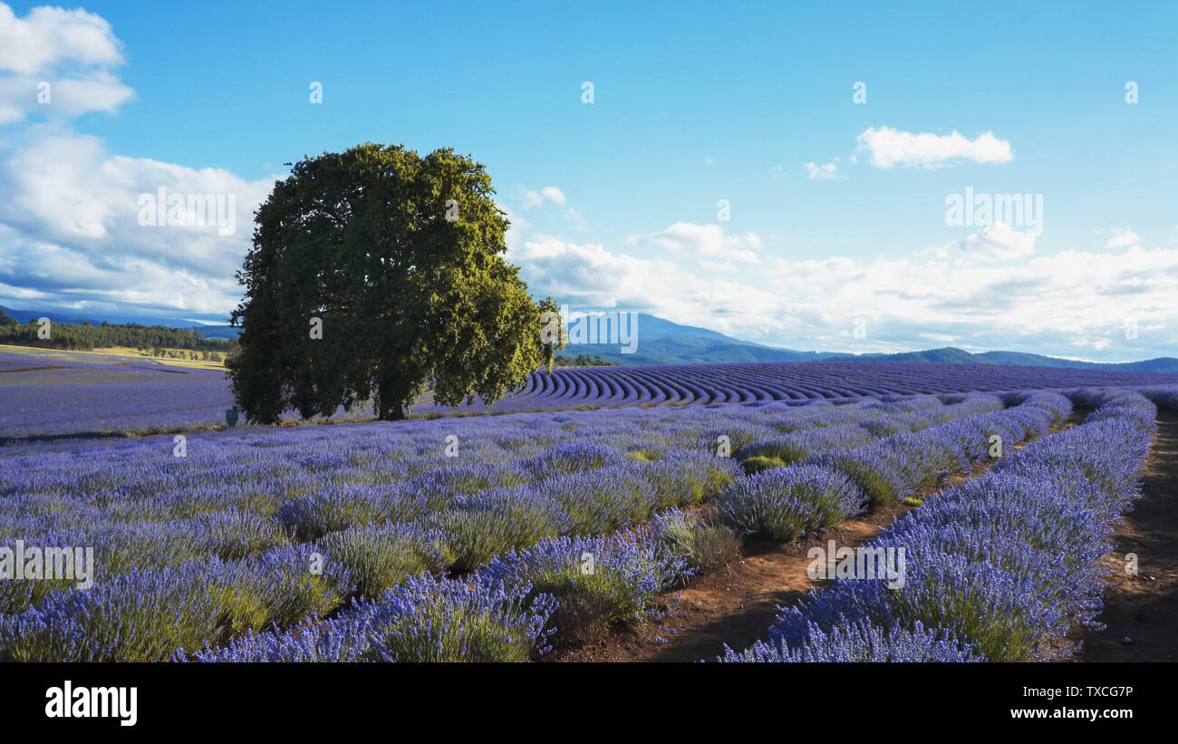 Lavendel Pflanzen und eine alte Eiche in Tasmanien Stockfoto