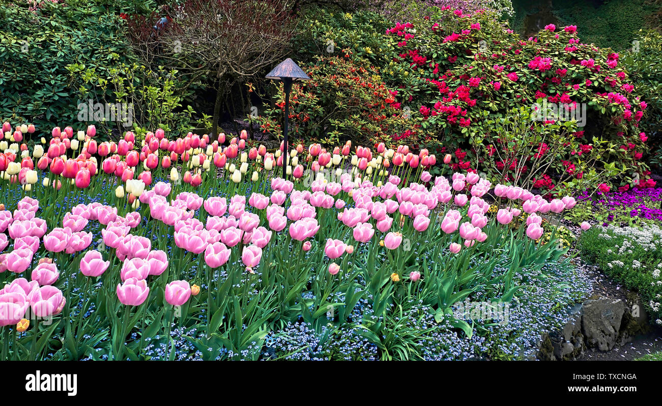 Frischen Frühling rot und rosa Tulpen in voller Blüte. Stockfoto