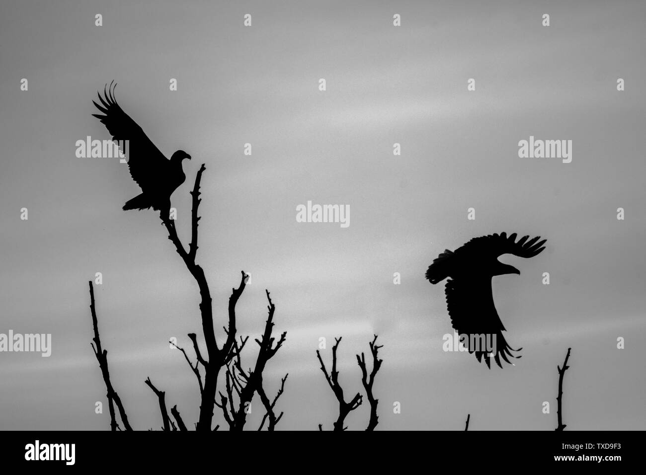 Ein paar weiße Schwanz Adler Silhouetten in der Wildnis der Donau Delta - Rumänien Stockfoto