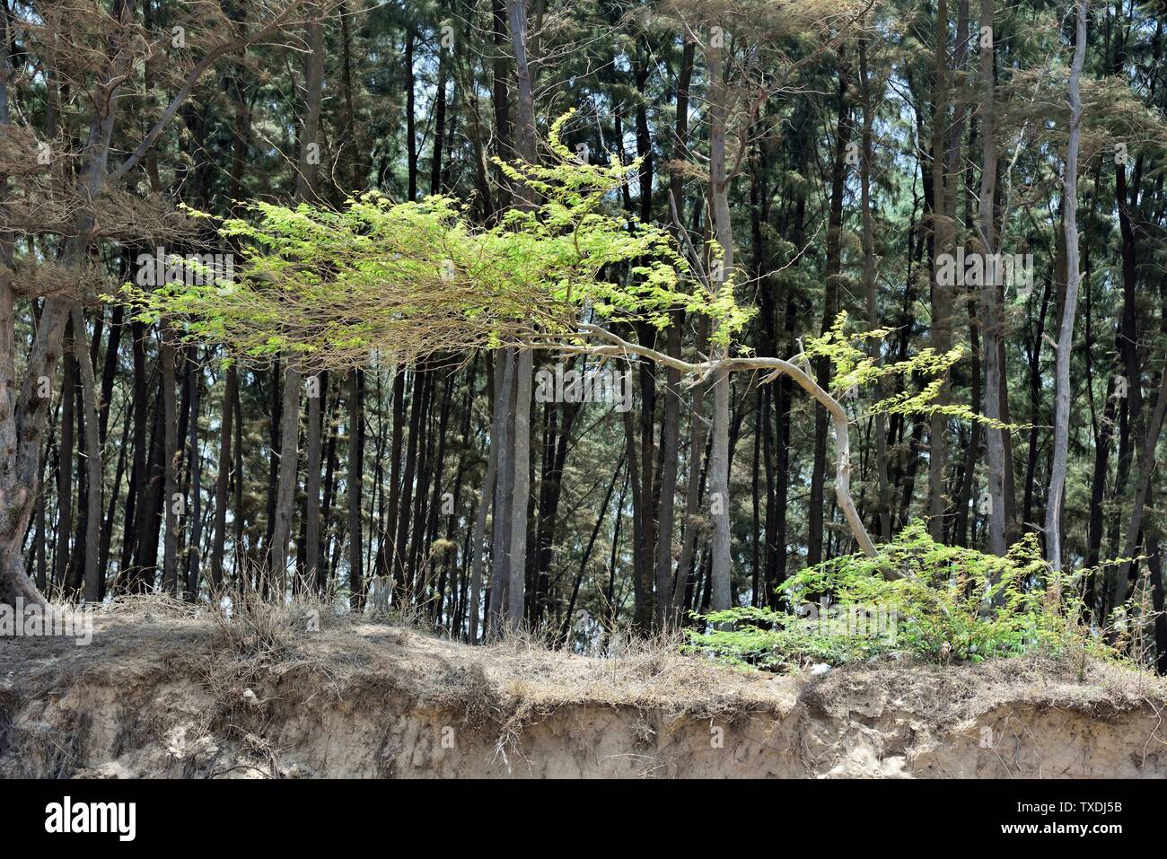 Wind verbogenen Baum, Saranda Strand, Valsad, Gujarat, Indien, Asien Stockfoto