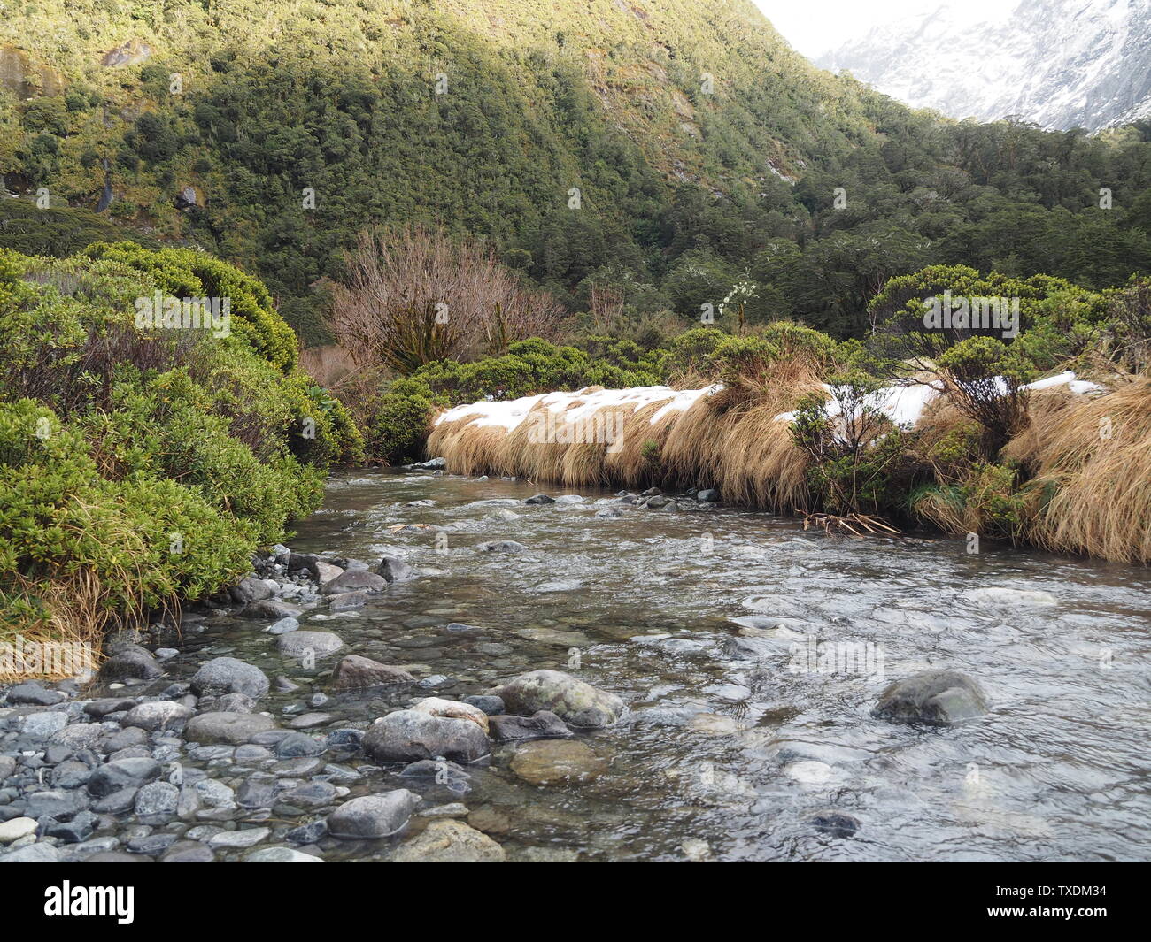 Eine friedliche Stream mit gestochen scharfen, klaren Wasser auf dem Weg zum Milford Sound. Stockfoto