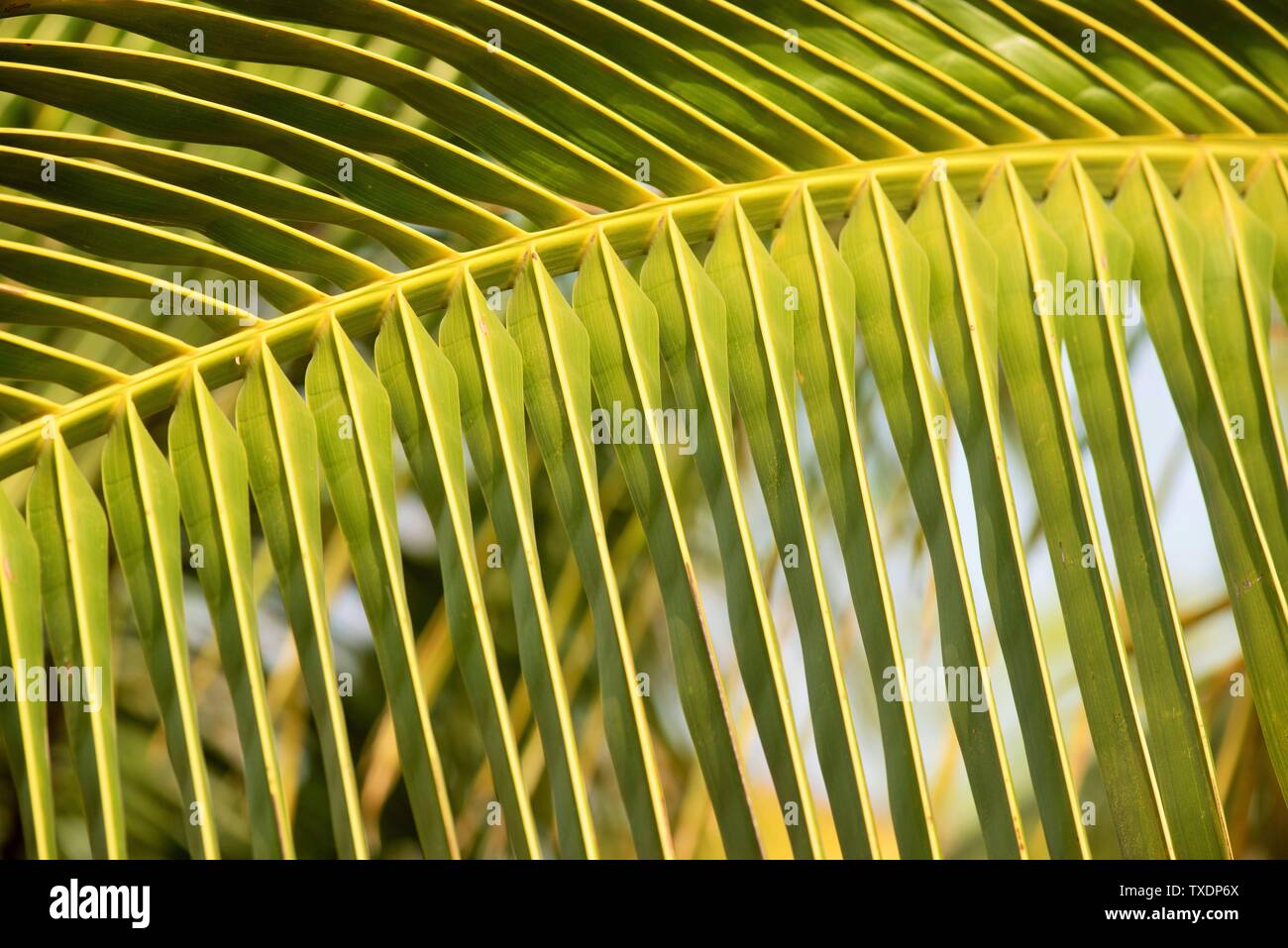 Palme Wedel bei Agri, Pune, Maharashtra, Indien, Asien Stockfoto