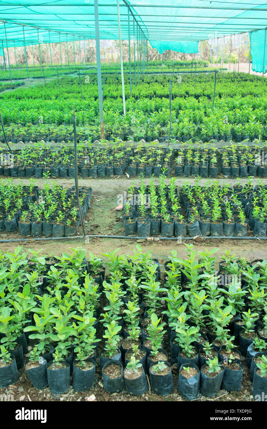 Grüne poly Haus pflanzen Baumschule, Pune, Maharashtra, Indien, Asien Stockfoto