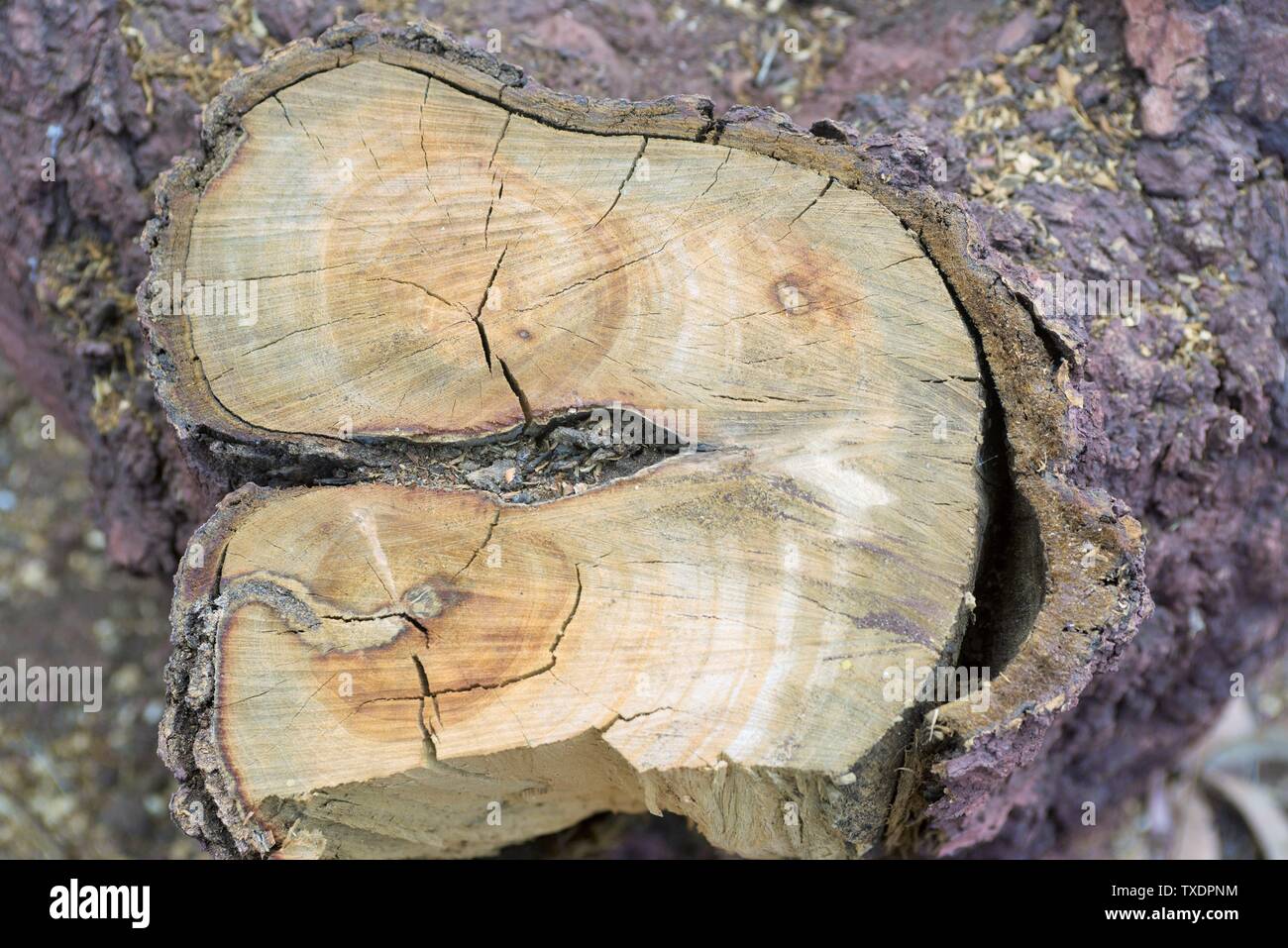 Cut Baumstamm, Pune, Maharashtra, Indien, Asien Stockfoto