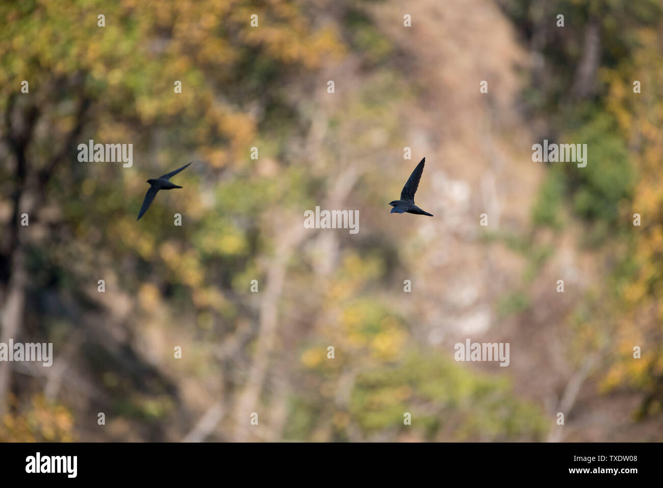 Alpine Swift, Kedarnath Wildlife Sanctuary, Uttarakhand, Indien, Asien Stockfoto
