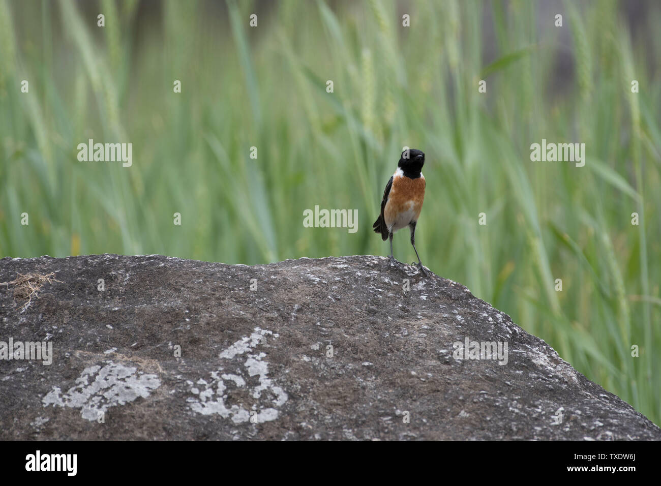 Sibirisches Schwarzkehlchen männliche Vogel, Kedarnath Wildlife Sanctuary, Uttarakhand, Indien, Asien Stockfoto