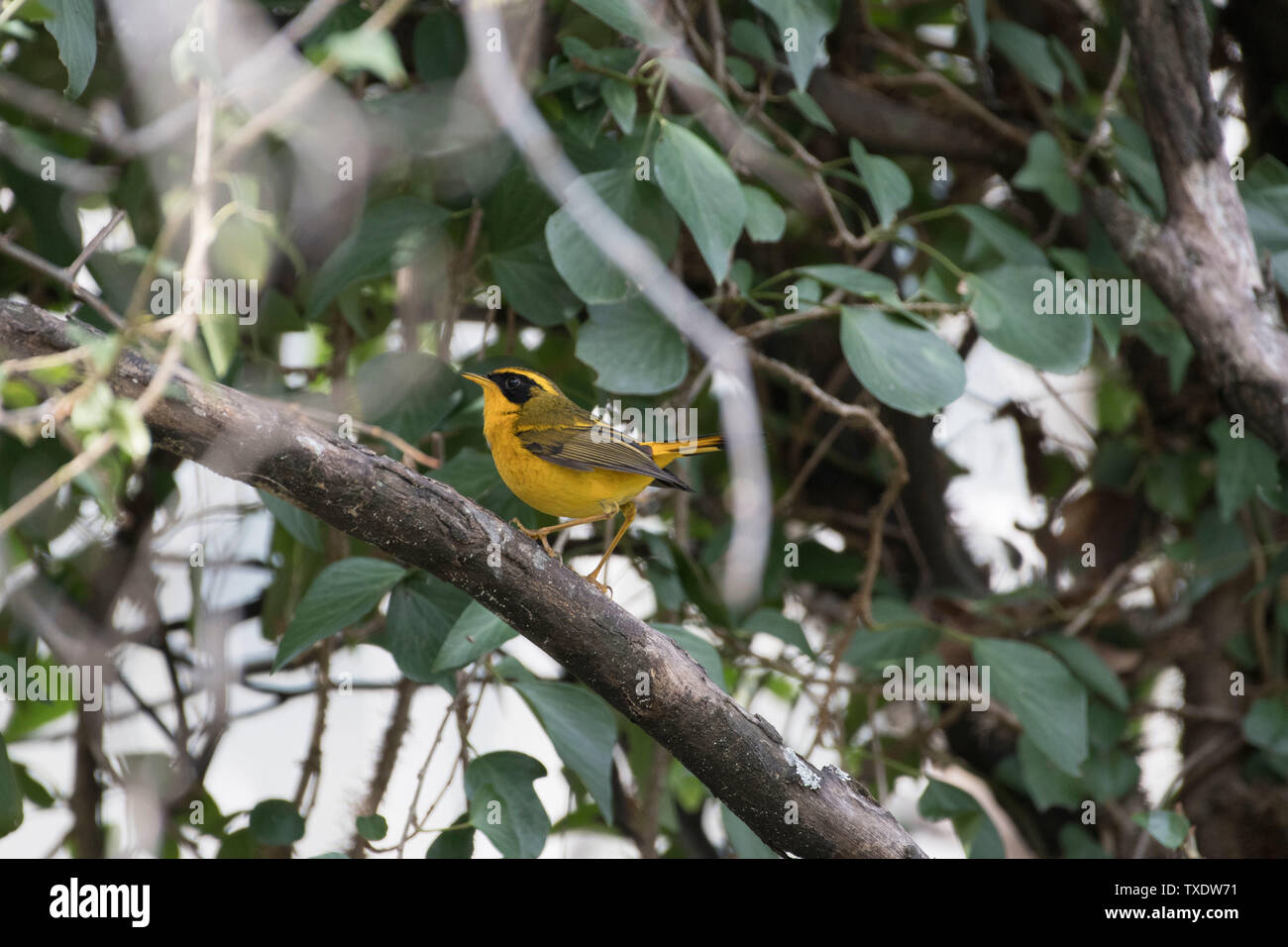 Golden Bush Robin, Kedarnath Wildlife Sanctuary, Uttarakhand, Indien, Asien Stockfoto