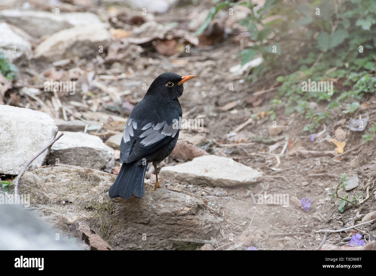 Grau Winged Blackbird männliche Vogel, Kedarnath Wildlife Sanctuary, Uttarakhand, Indien, Asien Stockfoto