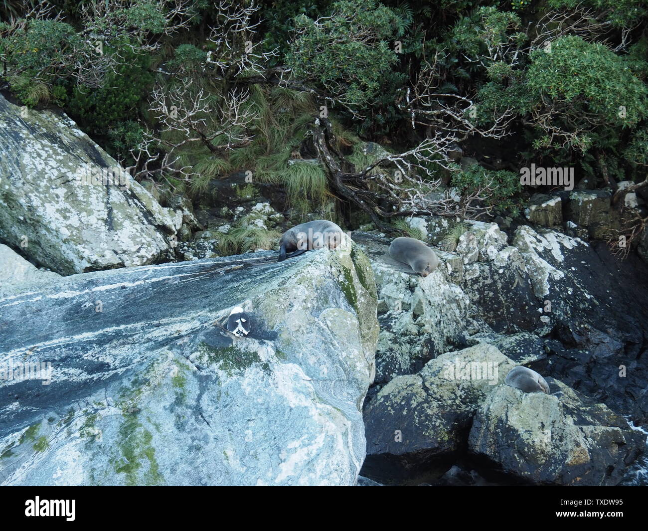 Einige Dichtungen ein Nickerchen auf ein paar Felsen mit ihrer Möwe Buddy Stockfoto