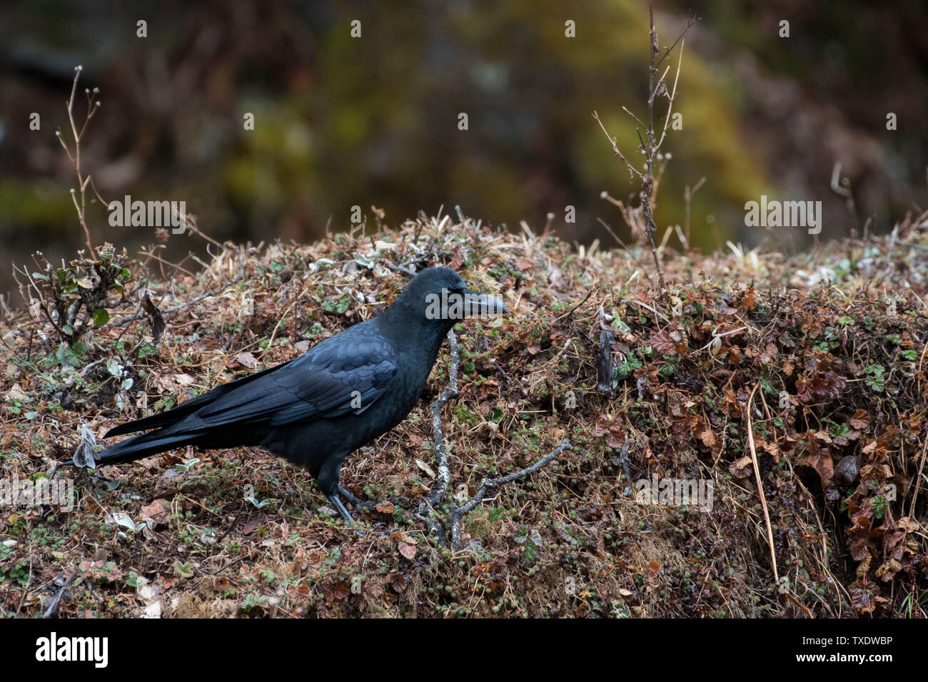 Große Rechnung Crow, Kedarnath Wildlife Sanctuary, Uttarakhand, Indien, Asien Stockfoto