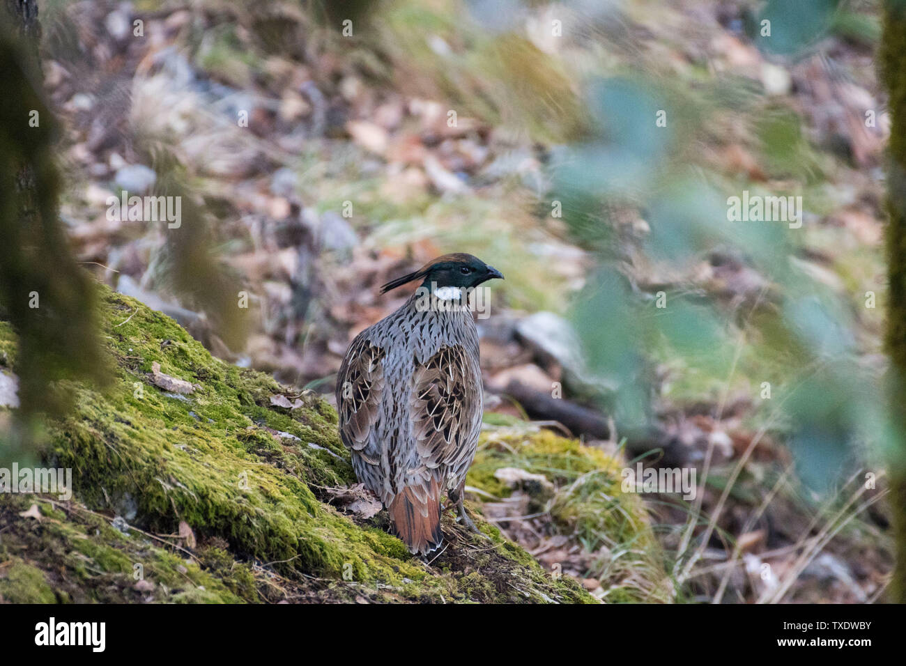 Koklass Fasan männliche Vogel, Kedarnath Wildlife Sanctuary, Uttarakhand, Indien, Asien Stockfoto