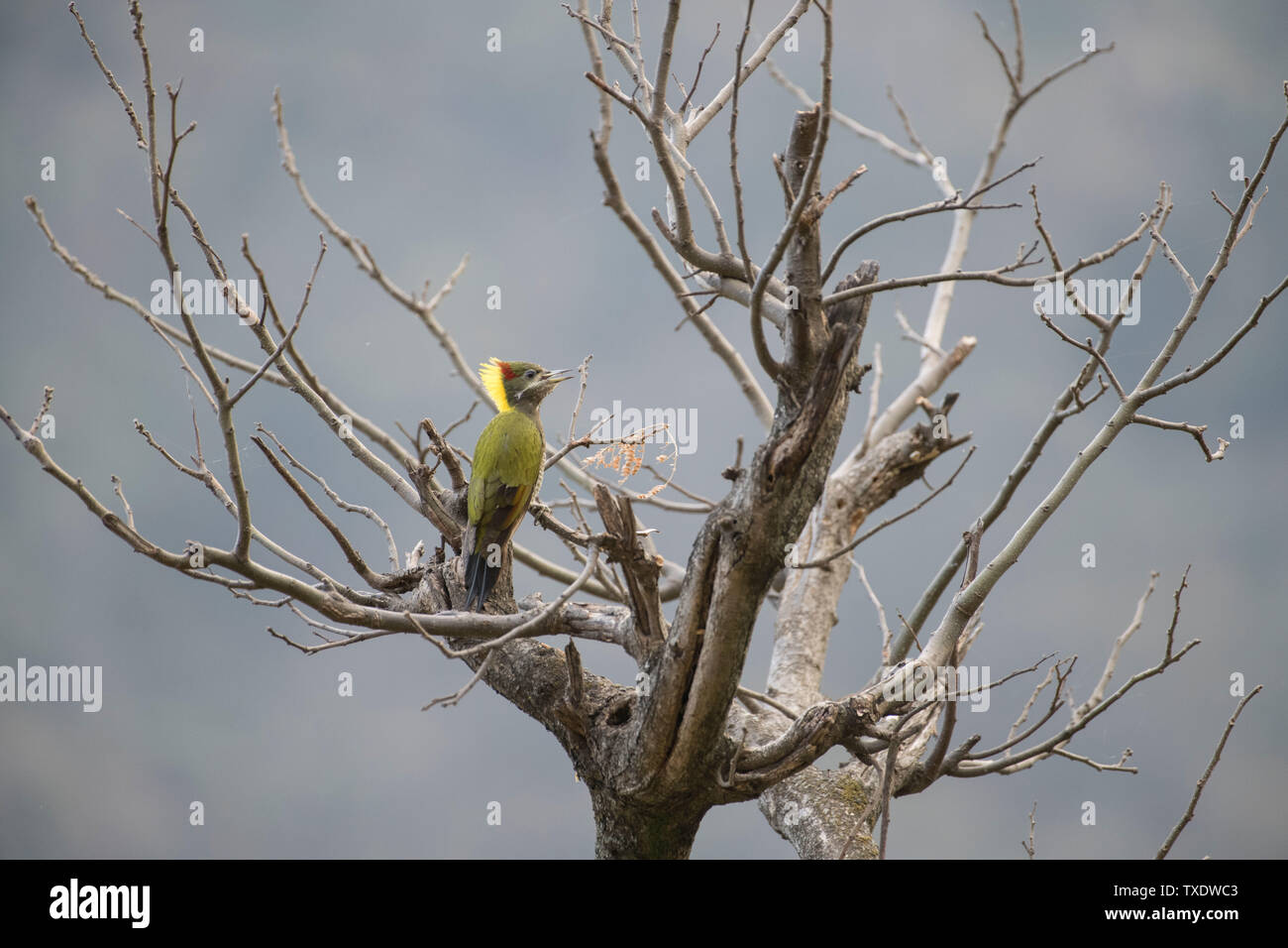 Weniger Gelb Nacken Specht Vogel auf Baum, Uttarakhand, Indien, Asien Stockfoto