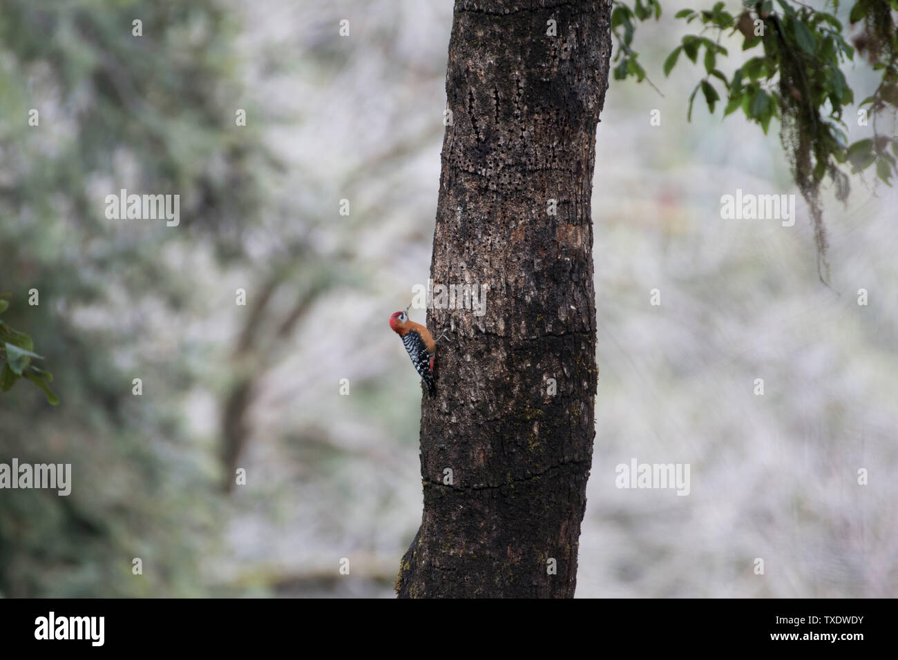 Rufous bellied Woodpecker Vogel auf Baumstamm, Uttarakhand, Indien, Asien Stockfoto