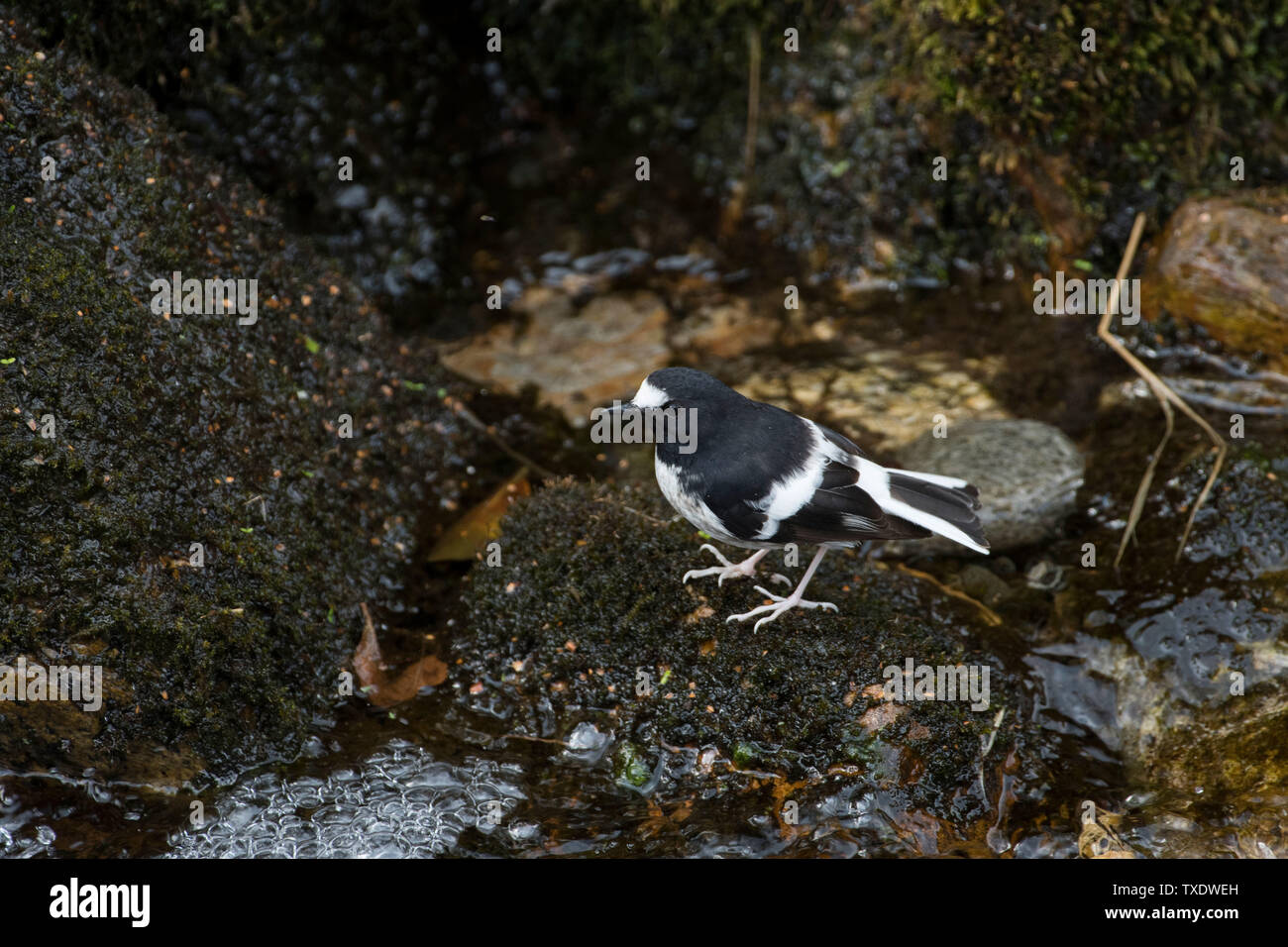 Wenig Gabel schwanz Vogel in der Nähe von Wasser, Kedarnath Wildlife Sanctuary, Uttarakhand, Indien, Asien Stockfoto