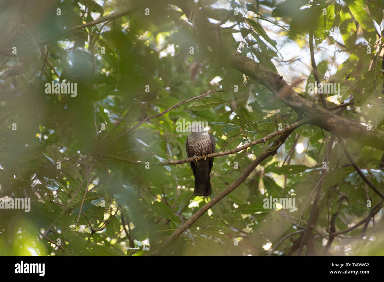Hauhechelbläuling taube vogel auf Baum, Uttarakhand, Indien, Asien Stockfoto