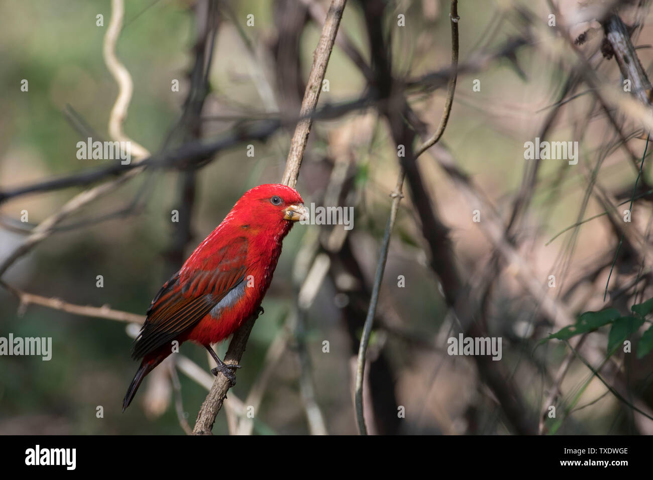 Scarlet Finch Vogel auf Baum, Uttarakhand, Indien, Asien Stockfoto