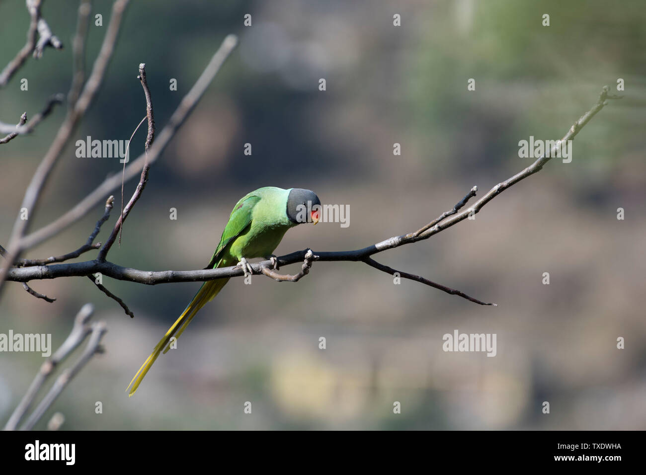 Sittacula himalayana, Uttarakhand, Indien, Asien Stockfoto
