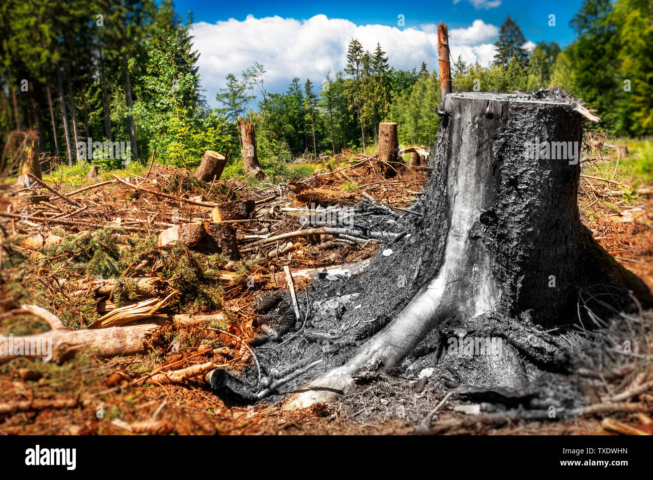 Verbrannt, schnitt er Baum in der Mitte des unten geschnitten Wald. Stockfoto