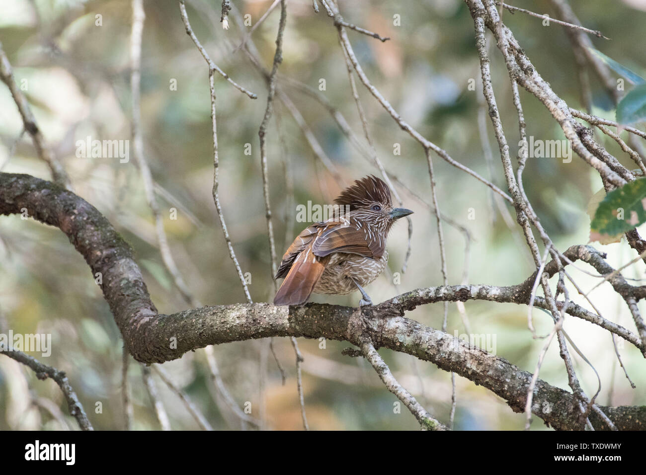 Gestreift Lachen thrush Vogel auf Baum, Uttarakhand, Indien, Asien Stockfoto