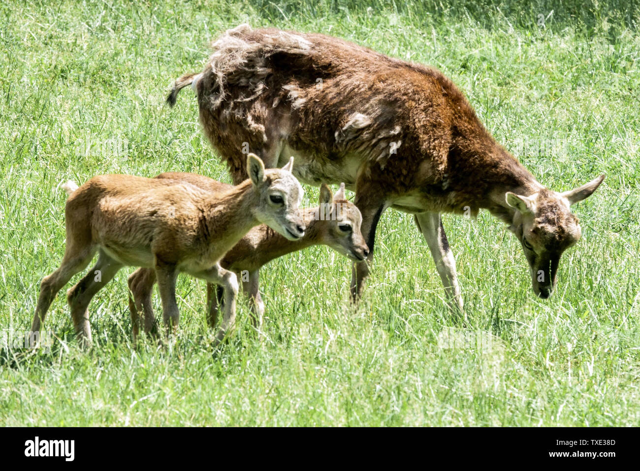 Zwei junge Mufflons Ovis orientalis musimon, Deutschland Stockfoto