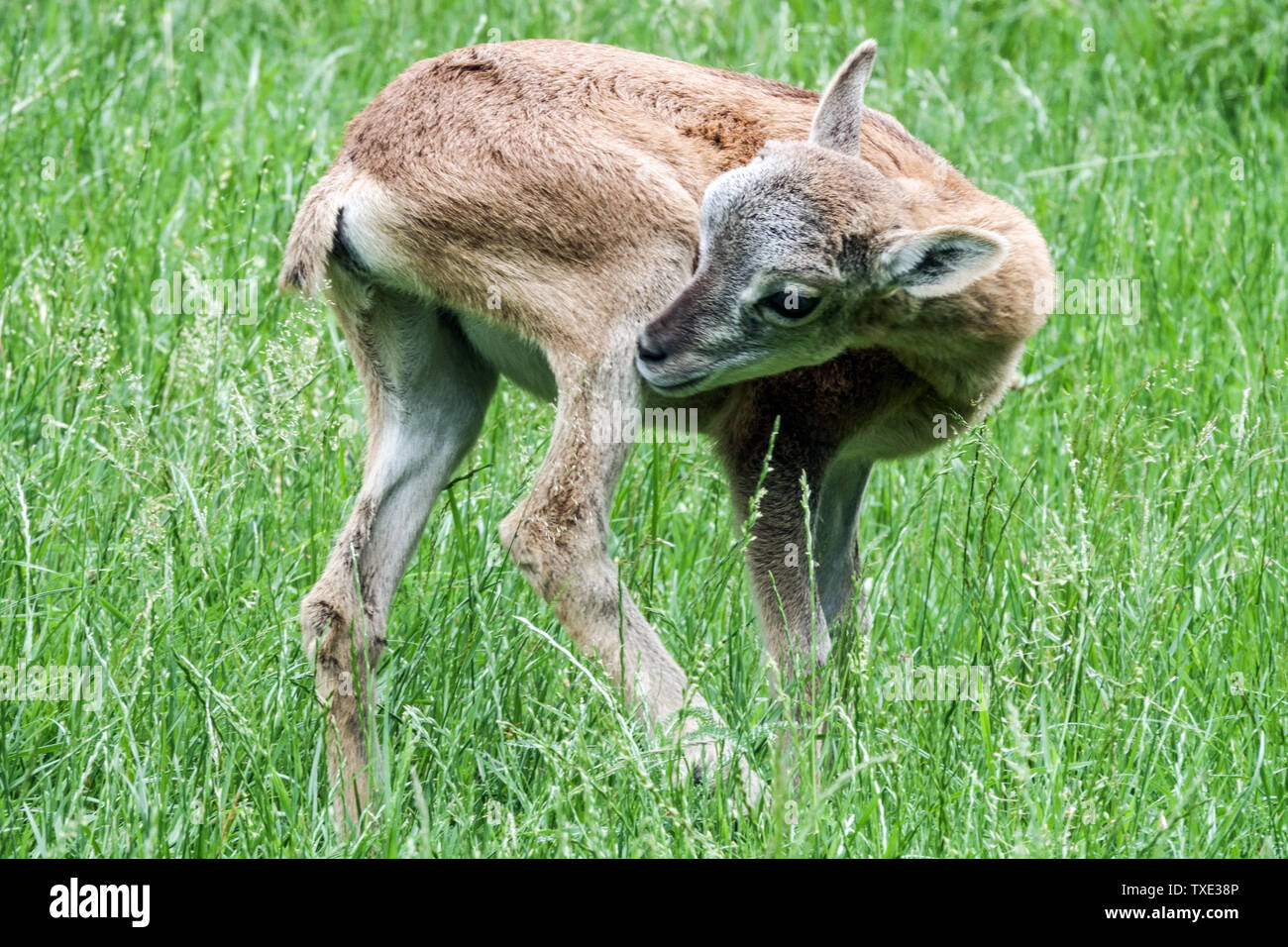 Junge Mufflon Baby Ovis orientalis musimon Lamm Deutschland Stockfoto