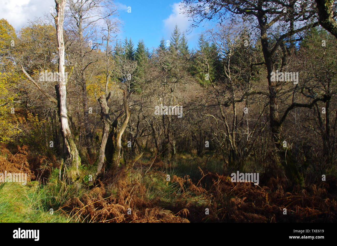 Der Loch Lomond und Cowal Weg. Halbinsel Cowal. Hochland. Schottland. Großbritannien Stockfoto