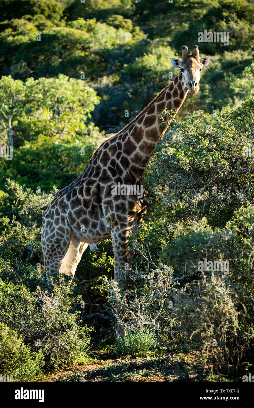 Südliche giraffe Giraffa Camelopardalis giraffa,, Shamwari Game Reserve, Südafrika Stockfoto