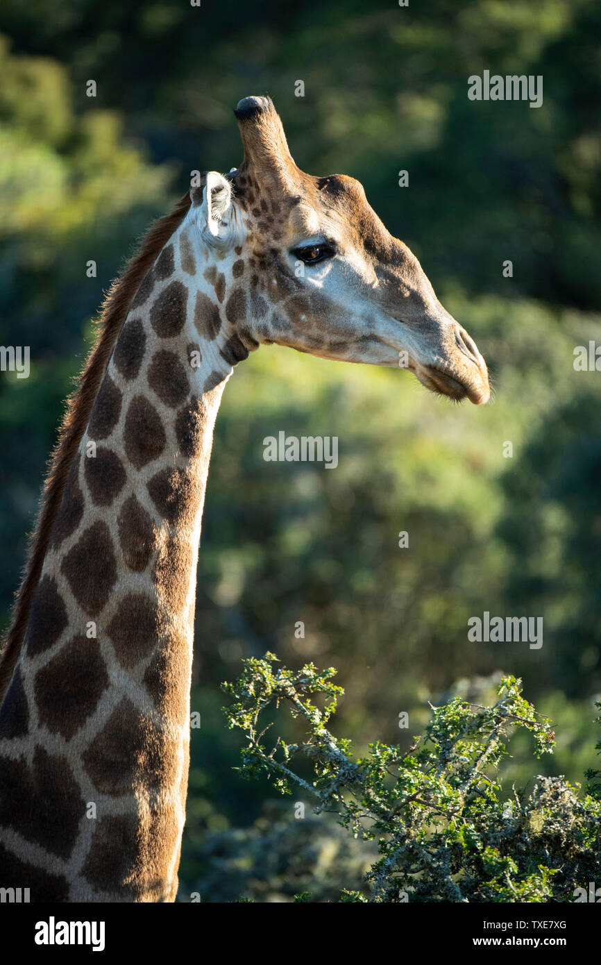 Südliche giraffe Giraffa Camelopardalis giraffa,, Shamwari Game Reserve, Südafrika Stockfoto