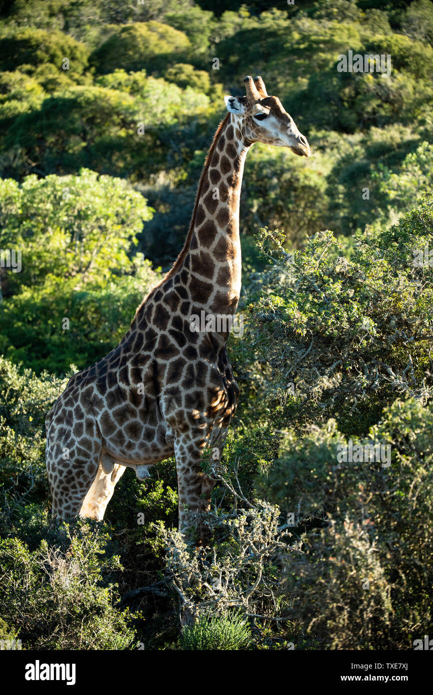 Südliche giraffe Giraffa Camelopardalis giraffa,, Shamwari Game Reserve, Südafrika Stockfoto