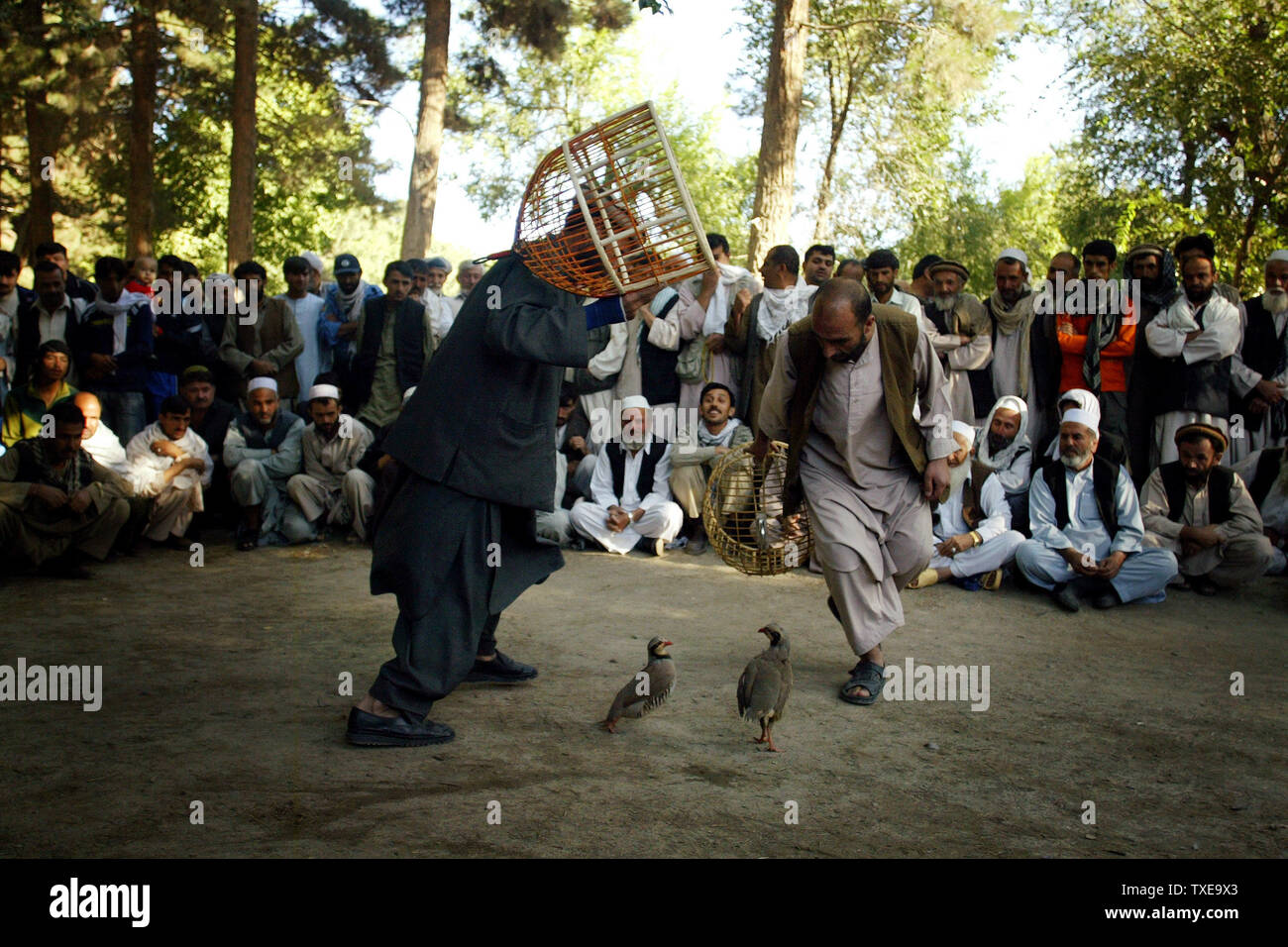 Die Menschen sehen ein Rebhuhn - Kämpfe in einem Park in Kabul, Afghanistan am 4. September 2009. Vogel kämpfen ist Teil der afghanischen Kultur und gemeinsame im ganzen Land über Wochenenden und nationalen Festivals. UPI/Mohammad Kheirkhah Stockfoto