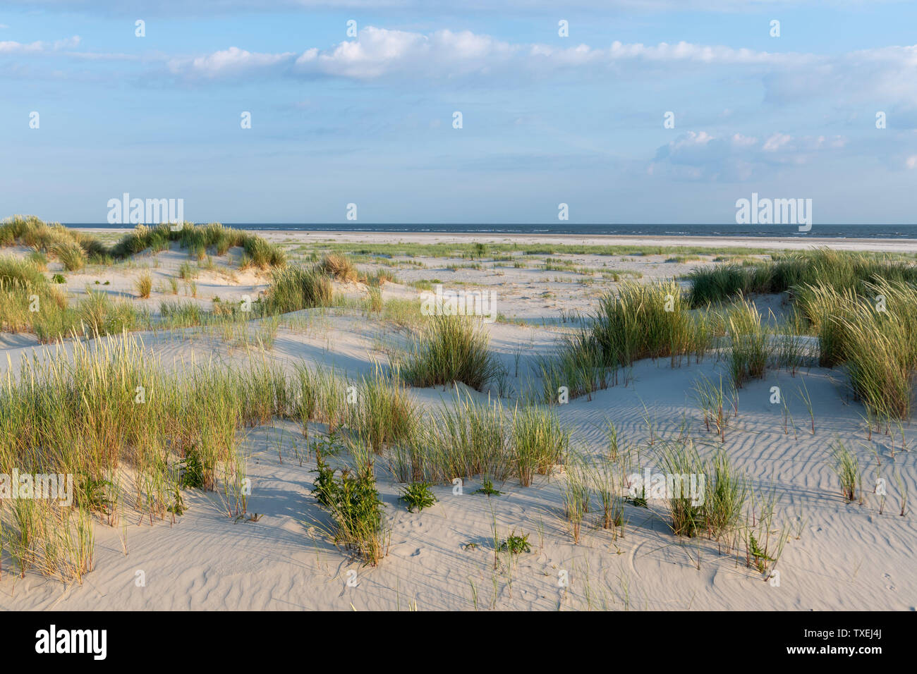 Das grüne Gras bedeckten Sanddünen der friesischen Insel Juist im sonnigen Sommer. Stockfoto