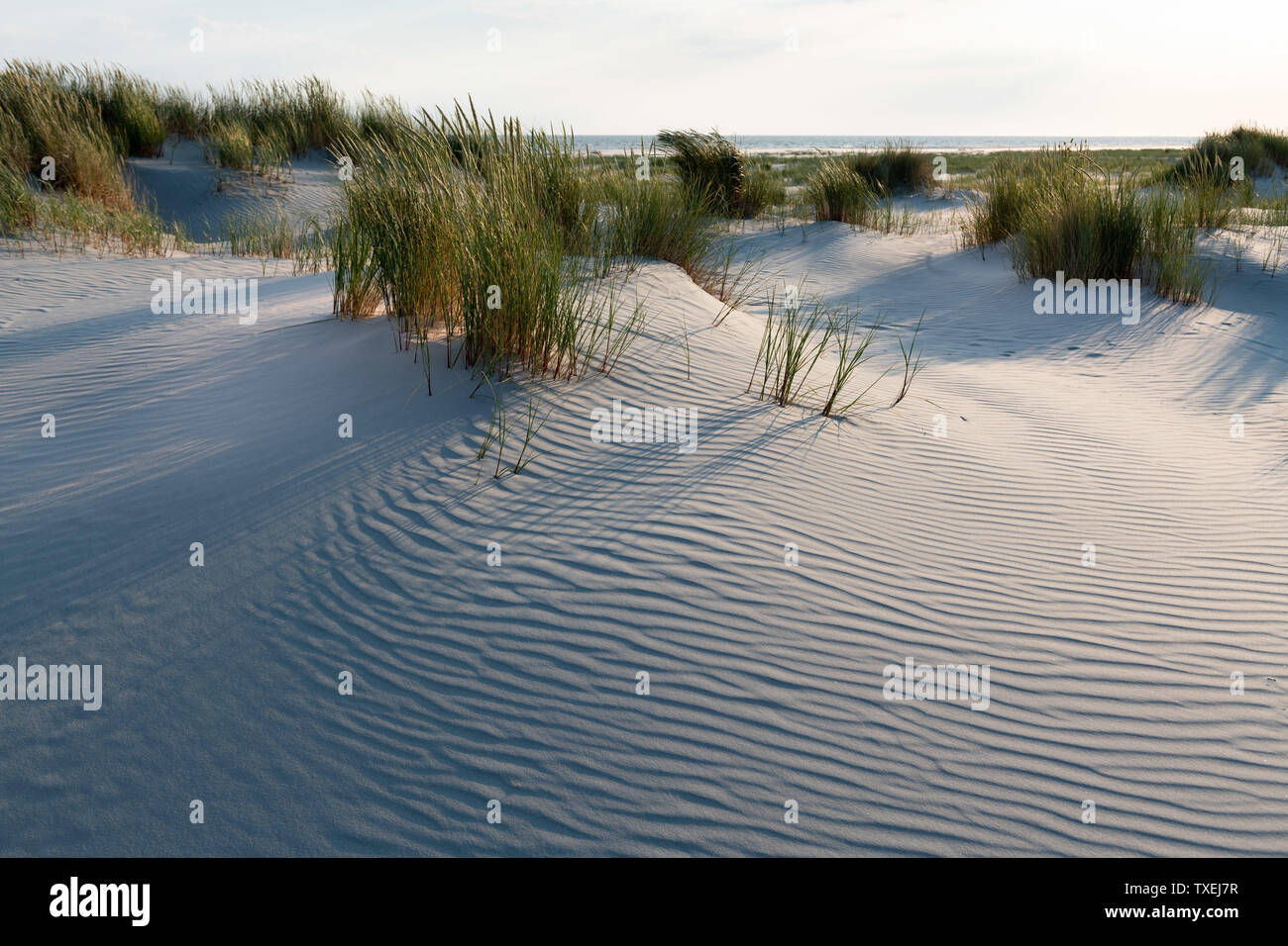 Großartige wellige Sandflächen in den Dünen eingerahmt von grünen Gräsern. Stockfoto