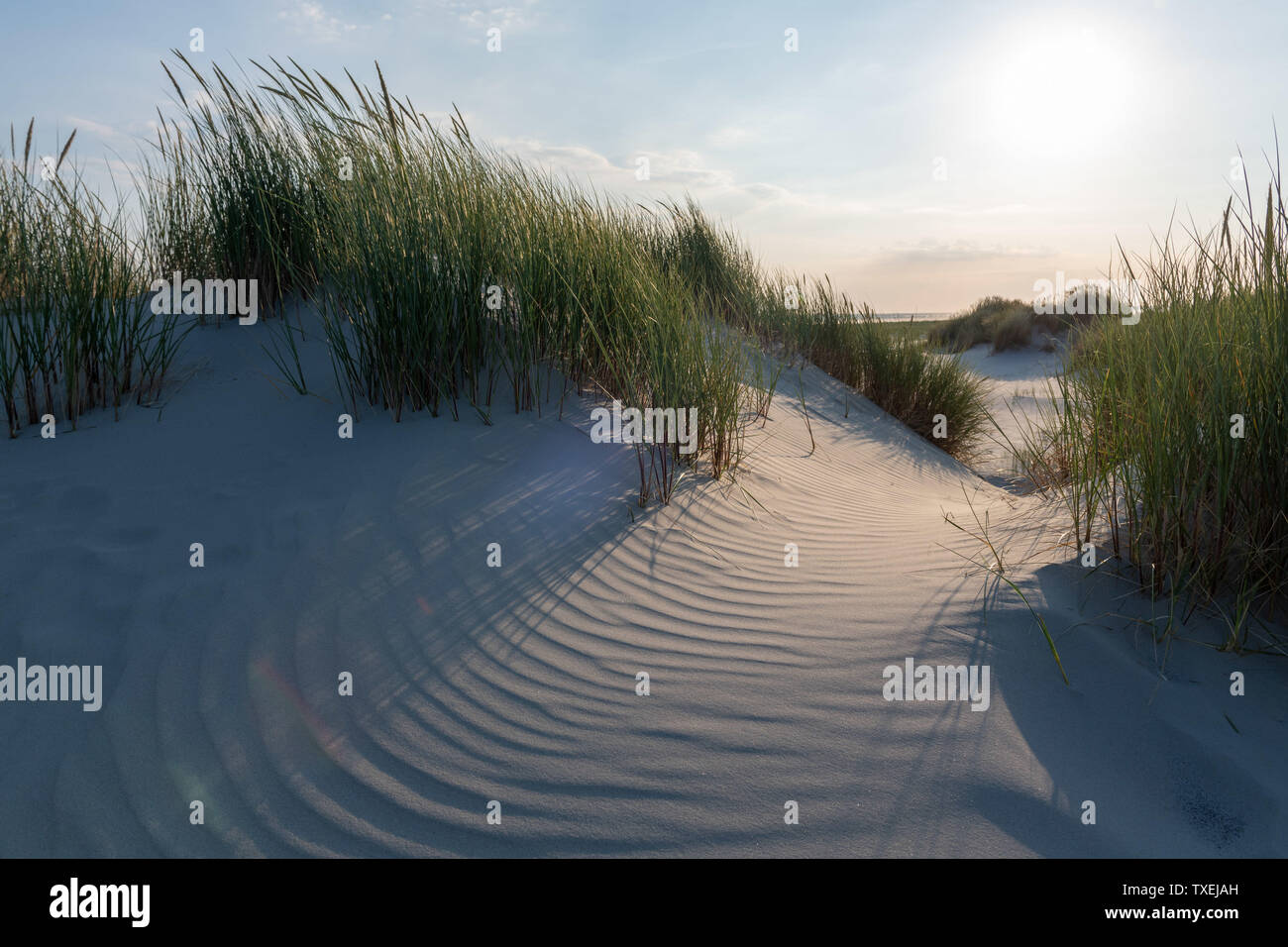 Flache Sanddünen, mit Gras bewachsen, liegen auf der Nordseeinsel Juist vor dem Strand im Sonnenlicht. Stockfoto