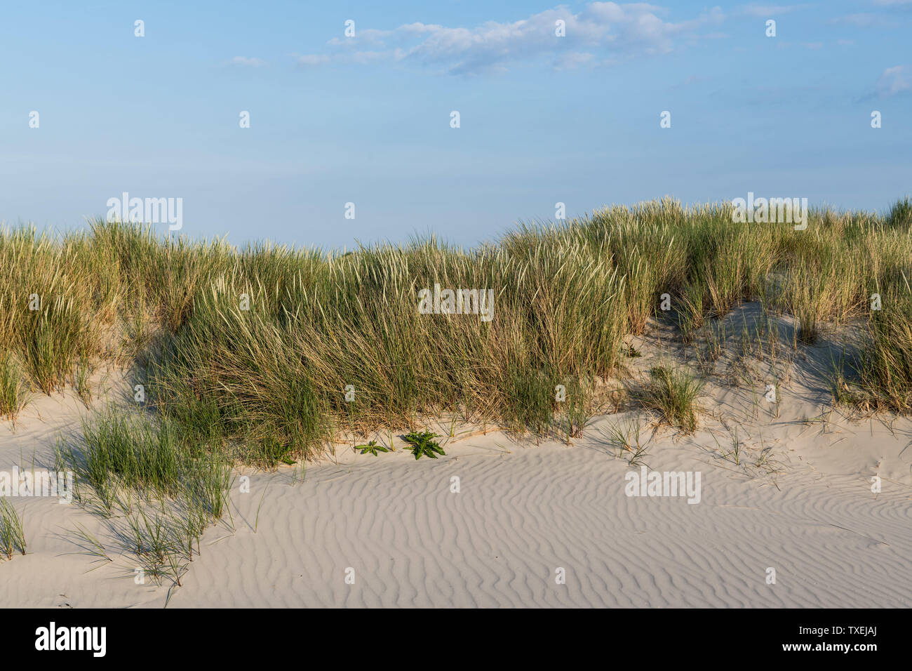 Das grüne Gras bedeckten Sanddünen der friesischen Insel Juist im sonnigen Sommer. Stockfoto