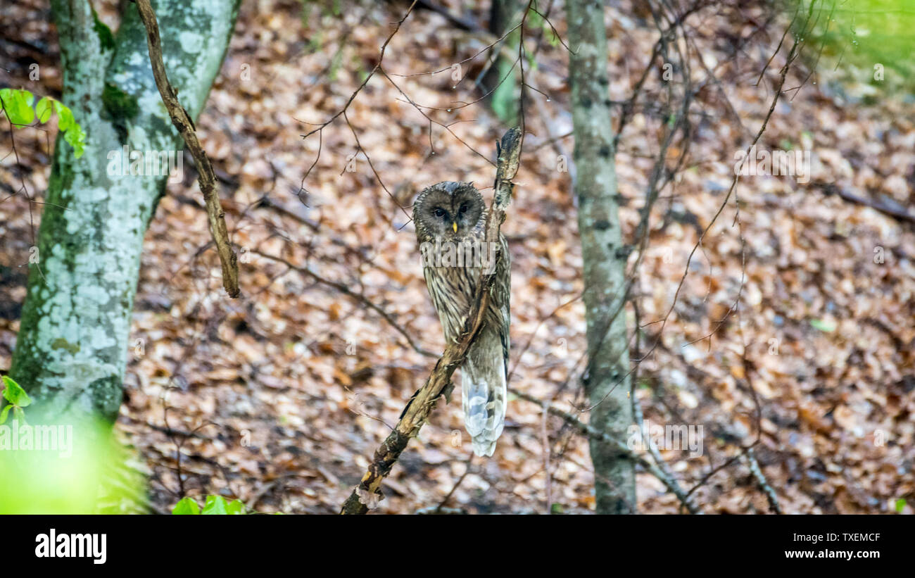 Isolierte Nahaufnahme eines Ural Owl Vogel im Wilden - kapetinger Berge Rumänien Stockfoto