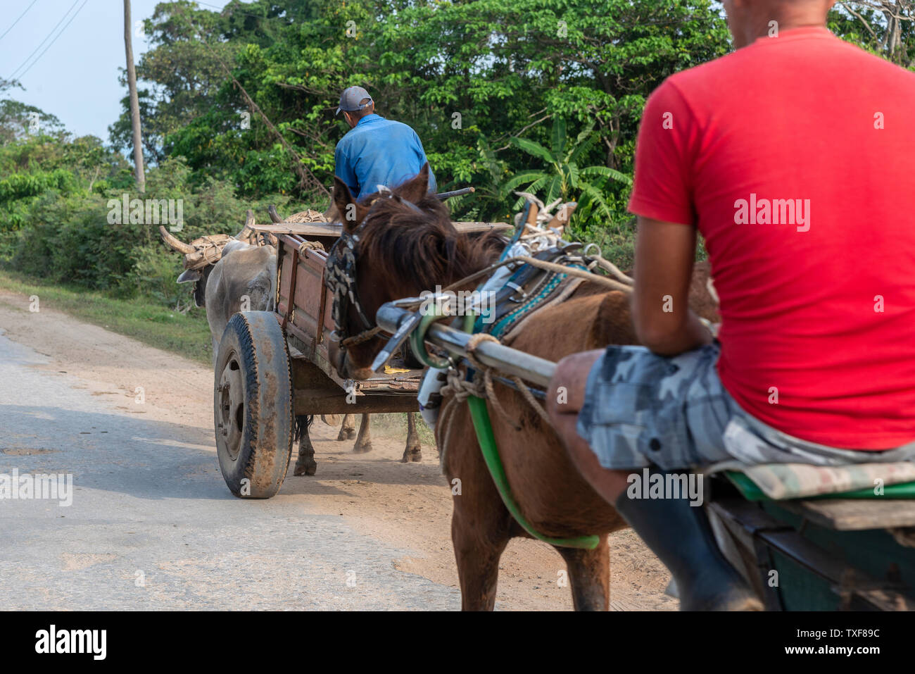 Die tabakerzeuger mit einem Paar Ochsen und Pferde Karren ziehen entlang einer staubigen Straße in einer ländlichen Gegend von San Juan y Martinez, Pinar del Rio, Kuba Stockfoto