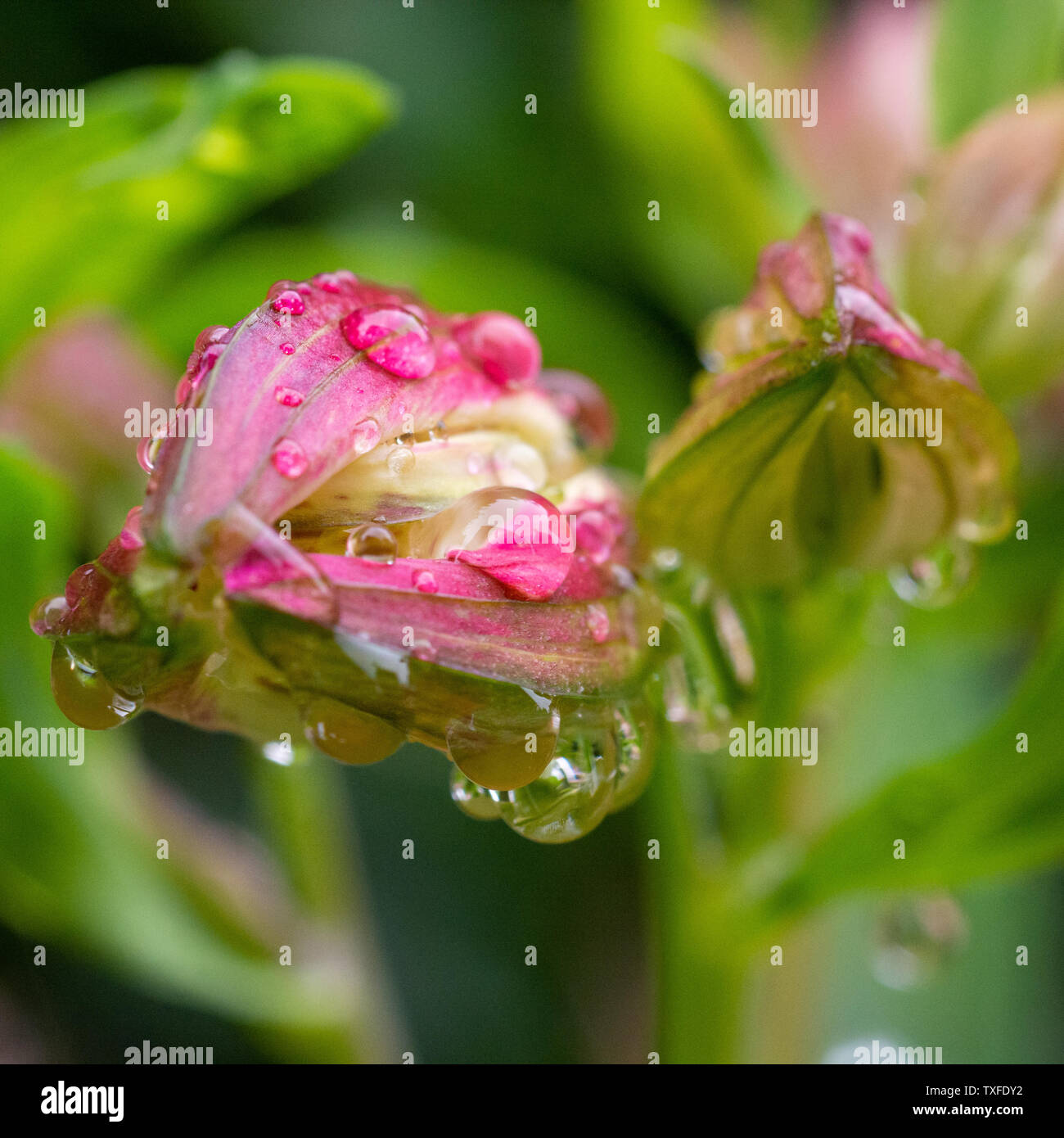 Alstroemeria peruanischen lily Flower Buds mit Wassertropfen nach regen Stockfoto
